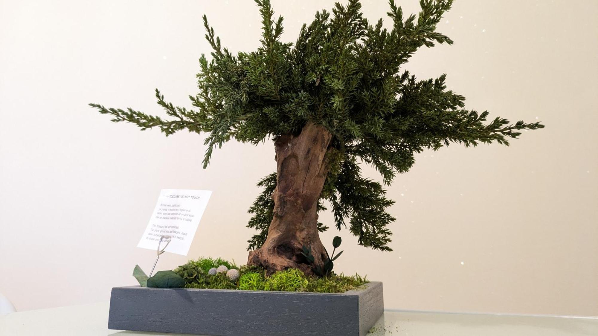 Bonsai Bed & Breakfast フィウミチーノ エクステリア 写真